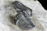 Two Detailed Gerastos Trilobite Fossils - Morocco #134098-2